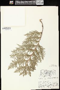 Thuja occidentalis image