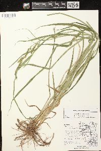 Carex scabrata image