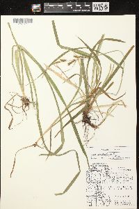 Carex scabrata image