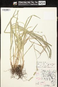 Carex sparganioides image