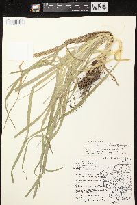 Carex sparganioides image