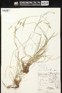 Carex sprengelii image