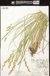 Carex stipata var. stipata image