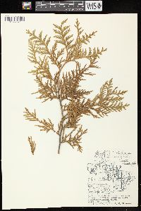 Thuja occidentalis image