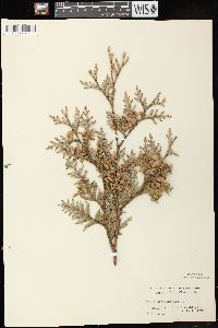 Thuja occidentalis image