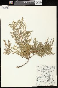 Thuja occidentalis image