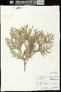 Thuja occidentalis image