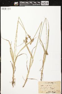 Carex stipata var. stipata image