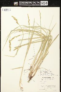 Carex stipata var. stipata image