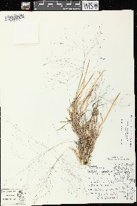 Digitaria cognata image