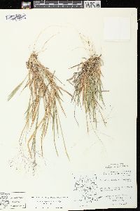 Digitaria cognata image