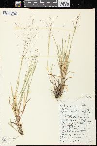 Digitaria cognata image