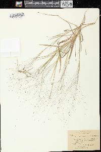 Digitaria cognata image