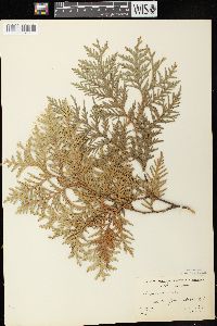 Thuja occidentalis image