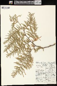 Thuja occidentalis image