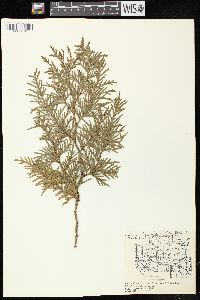 Thuja occidentalis image