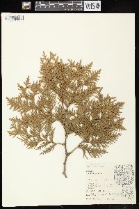 Thuja occidentalis image