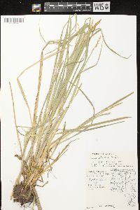 Carex stipata var. stipata image
