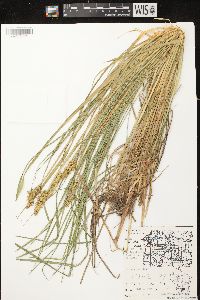 Carex stipata var. stipata image