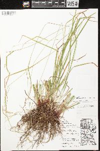 Carex debilis var. rudgei image
