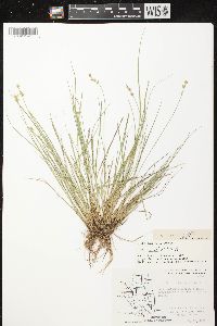 Carex sterilis image