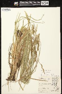 Carex stipata var. stipata image