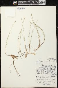 Carex pauciflora image