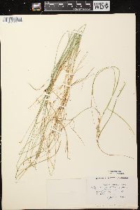 Carex pauciflora image