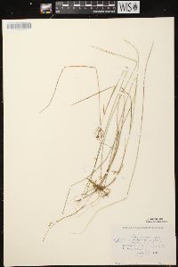 Carex pauciflora image