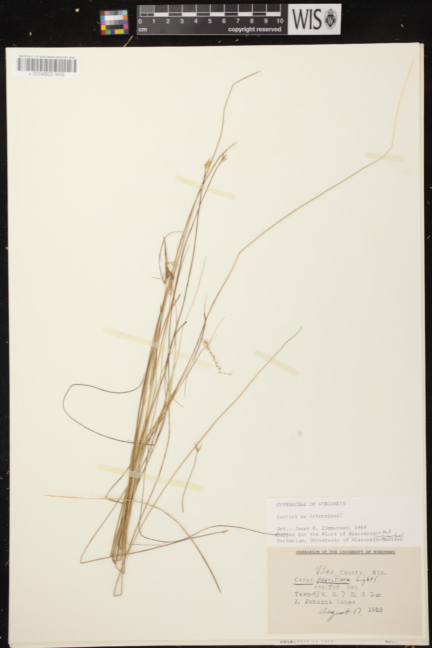Carex pauciflora image