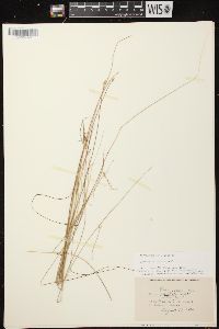 Carex pauciflora image