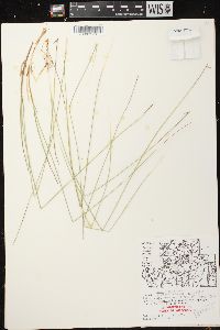 Carex pauciflora image