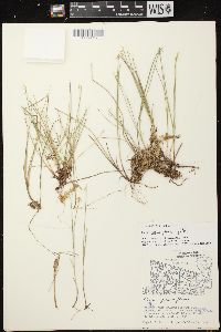 Carex pauciflora image