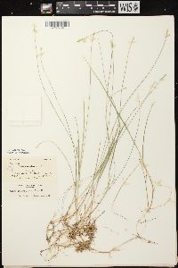 Carex pauciflora image