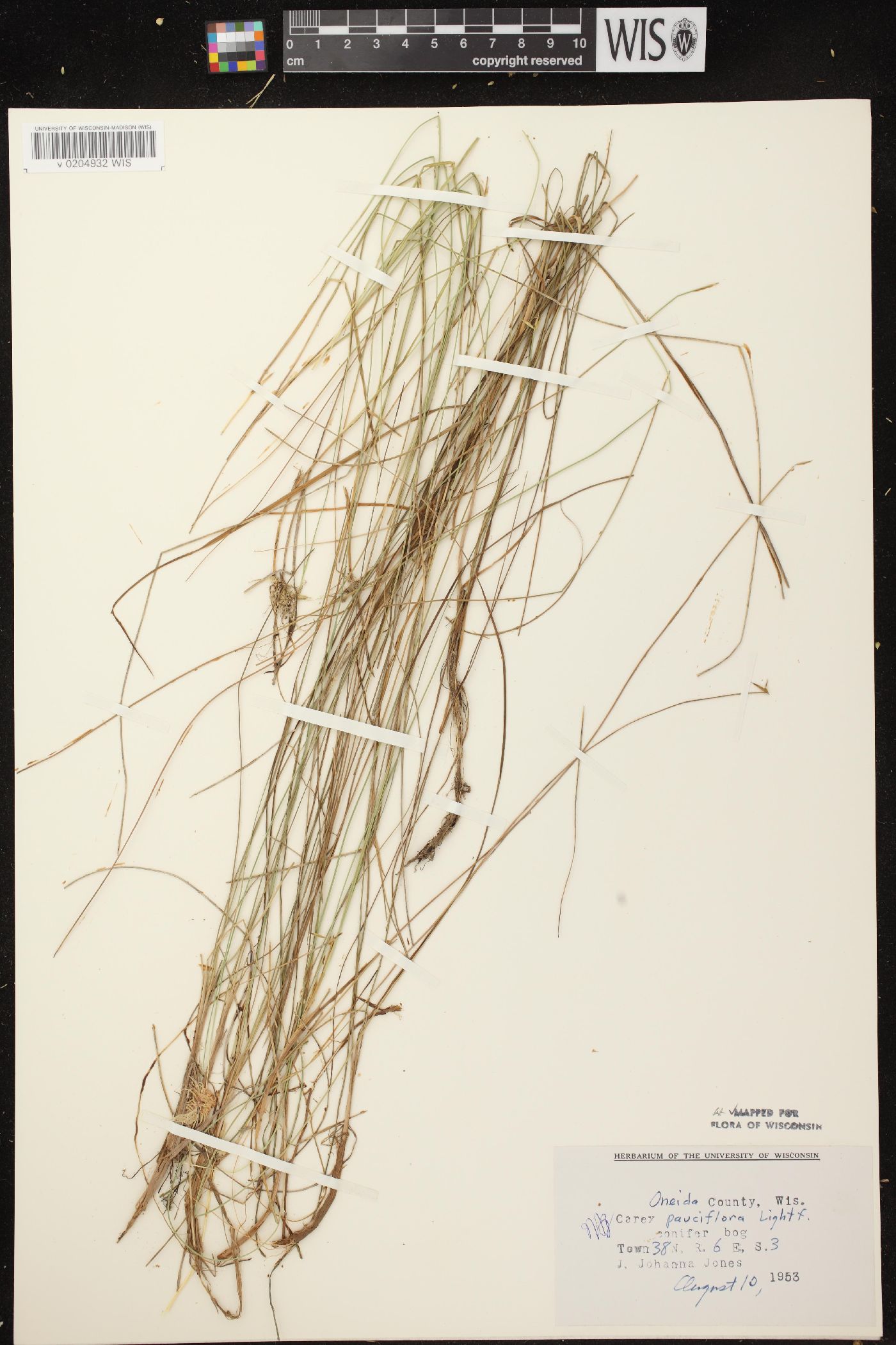 Carex pauciflora image