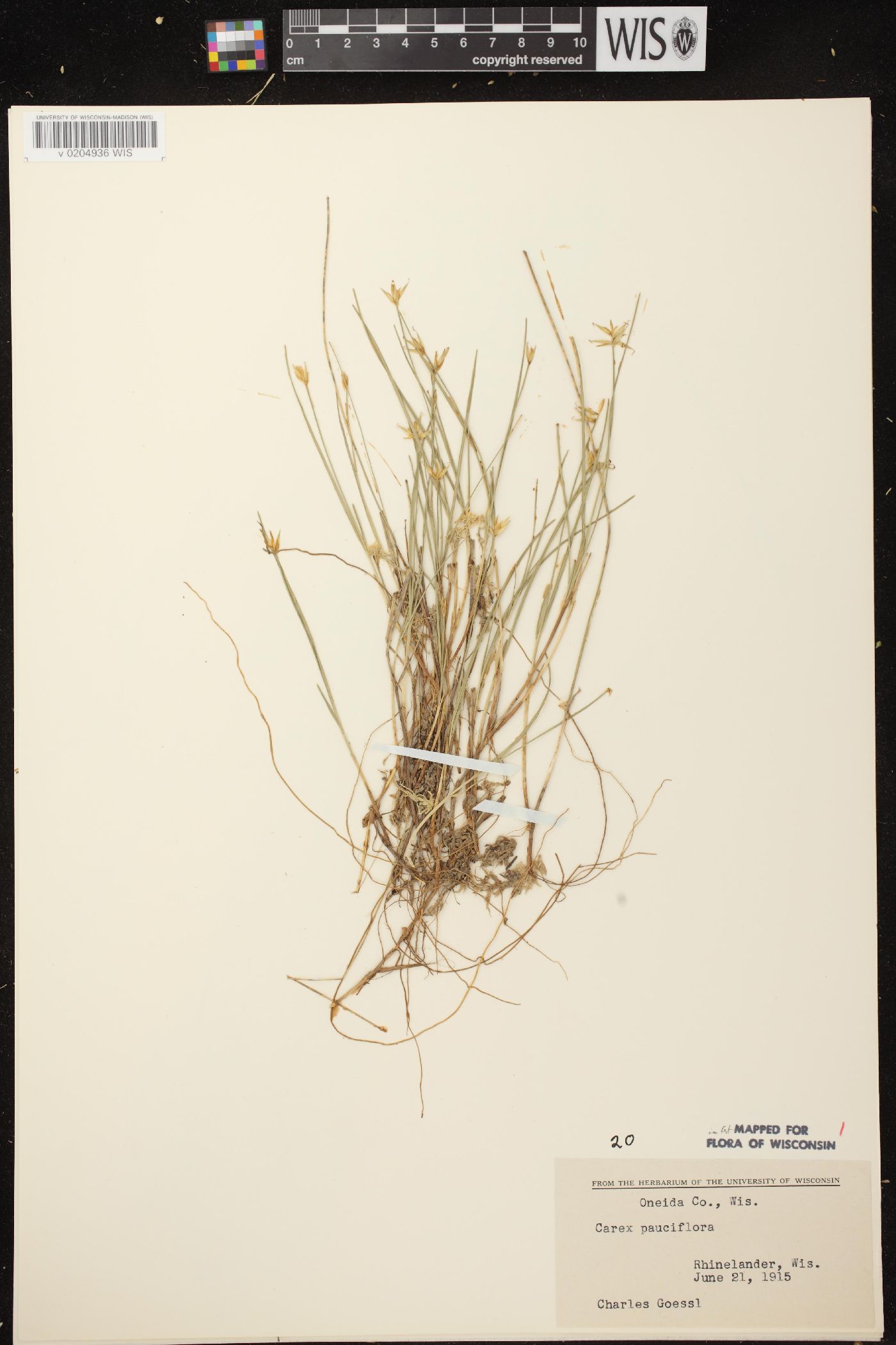 Carex pauciflora image