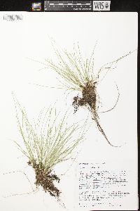 Carex leptalea subsp. leptalea image