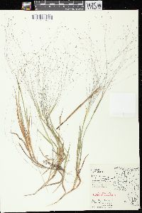 Digitaria cognata image