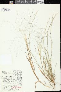 Digitaria cognata image