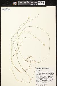 Carex tenuiflora image