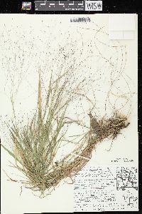 Digitaria cognata image