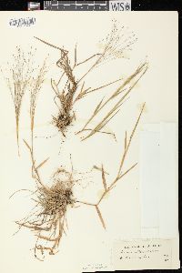 Digitaria cognata image