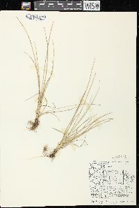 Digitaria cognata image