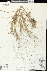 Digitaria cognata image