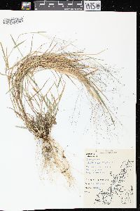 Digitaria cognata image