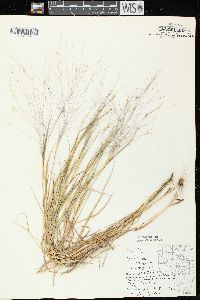 Digitaria cognata image