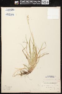 Carex communis var. communis image