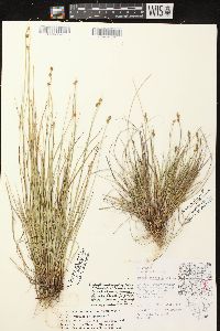 Carex sterilis image