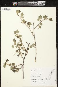 Ribes cynosbati image