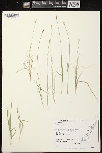 Carex peckii image